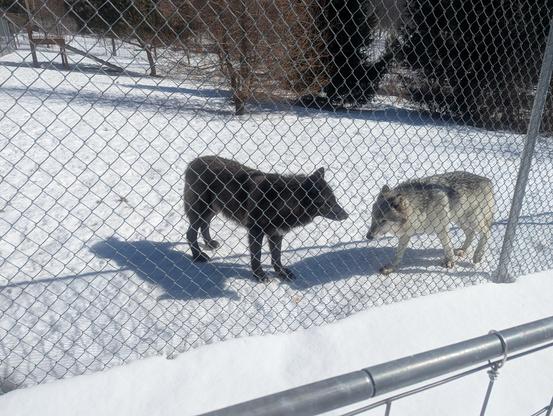 Two timber wolves standing behind a chain link fence on snowy ground. One on the right is lighter, with gray fur on her back, while the other to her left is black.
