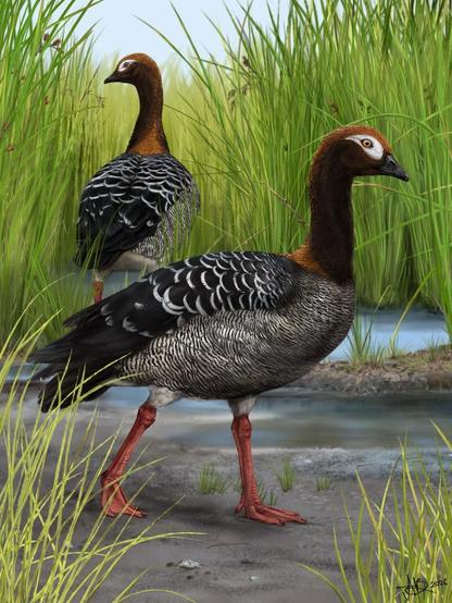 A reconstruction of the St Bathans goose (Metechen luti). Photo: Artwork by Sasha Votyakova