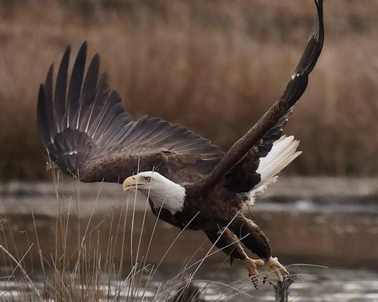 A Bald Eagle takes off from a stump on a beaver pond.