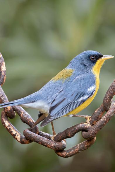 Northern Parula (Setophaga americana)...they like using inhanging vegetation...in the South, they specifically look for Spanish moss for their nests, while in the North, they use Usnea (old man's beard) lichen.