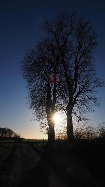 Sonne strahlt zwischen zwei kahlen Bäumen hervor.