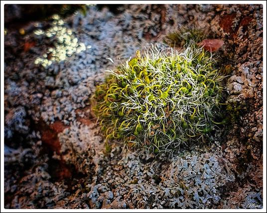 Bildbeschreibung: 
Ein Laubmoos zwischen verschiedenen Flechten auf einem Findling.