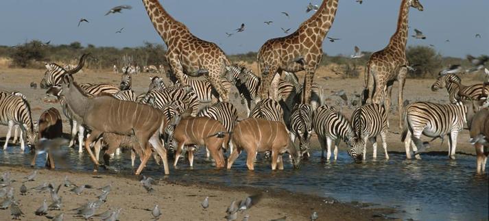 Animales en el Parque Nacional de Etosha, en Namibia. / Martin Harvey