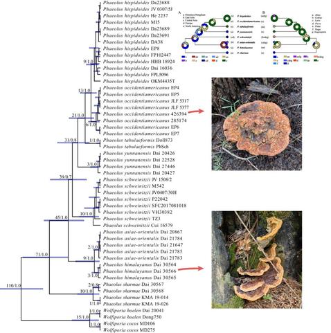 Panel of morphological images and phylogenetic datasets from a study that establishes a robust phylogenetic tree, molecular clock dating, and biogeography of the phytopathogenic fungal genus Phaeolus, established based on internal transcribed spacers (ITS) and nuclear large ribosomal subunit (nLSU) sequences.