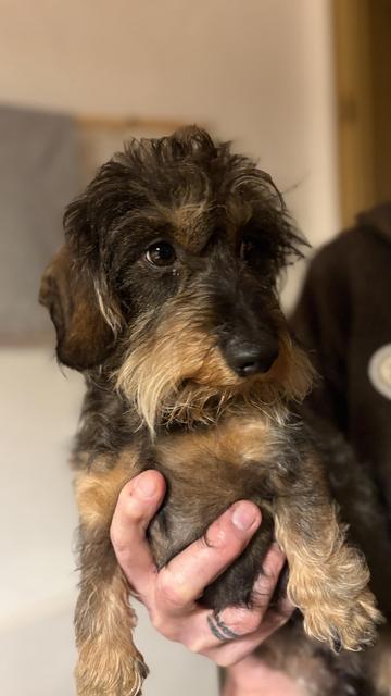 A person is holding a small, fluffy dog with a wiry coat and a mix of brown and black coloring. The dog's ears are floppy, and it has a curious expression. The background appears to be a home setting.