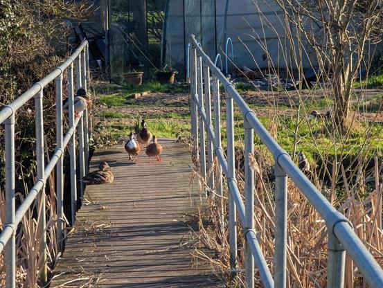The "sord of mallards" blocking my way. I was sorry to have to disturb them 🙂