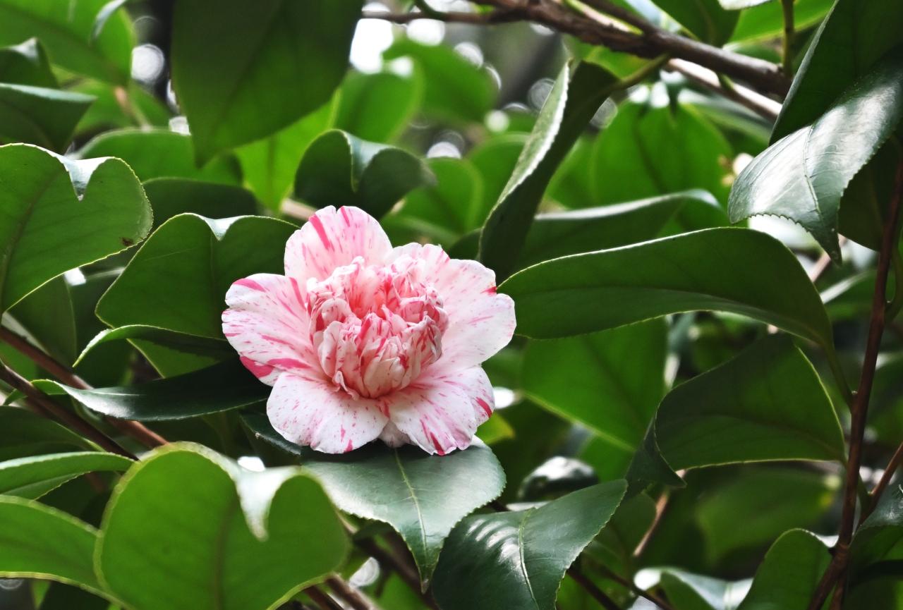 やや大きめで白地にやや淡めの紅色縦筋模様が入った唐子咲き、『京唐子』。/ 2026.02.15 京都府立植物園・つばき園から