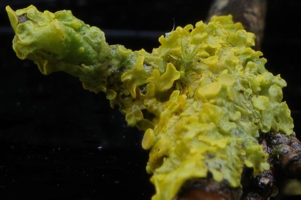 The lichens on this tiny twig are light green to yellow. A tiny light green moss plant grows among them. The twig was placed on and in front of black glass shards by day.