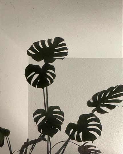 Silhouettes of Monstera leaves against a light-colored wall.

Silhouetten von Monstera-Blättern vor einer hellen Wand.