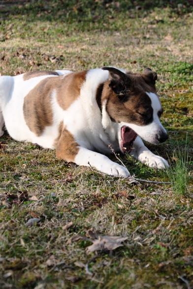A white and brown dog lying in his yard yawing big