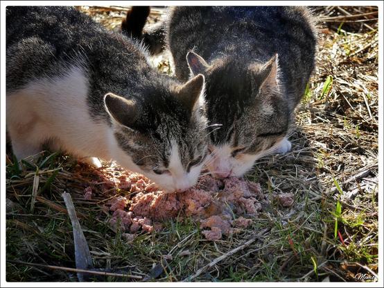 Bildbeschreibung: 
Die Moorkatzen beim Fressen.
