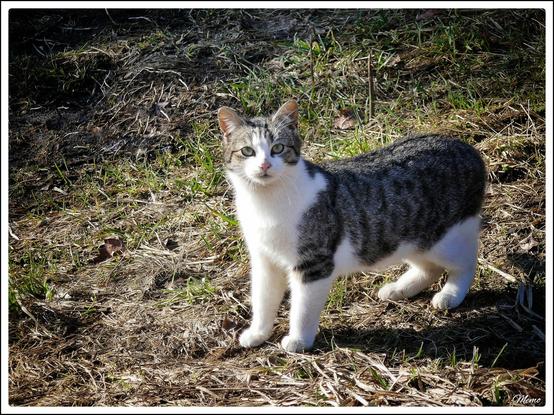Bildbeschreibung: 
Die Moorkatzen beim Fressen.