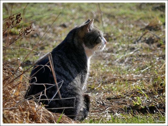 Bildbeschreibung: 
Die Moorkatzen beim Fressen.