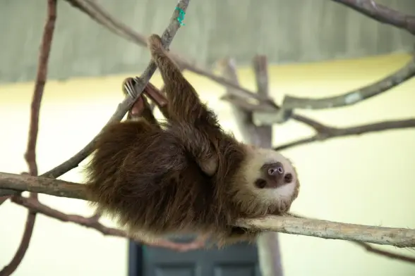 Toe-toed sloth sleeping on a branch