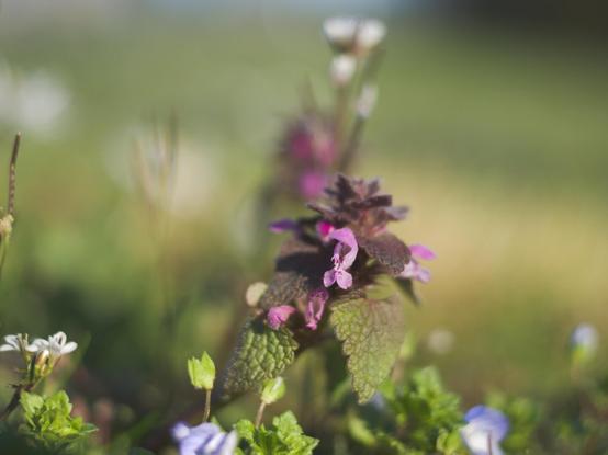 Closeup od springflowers