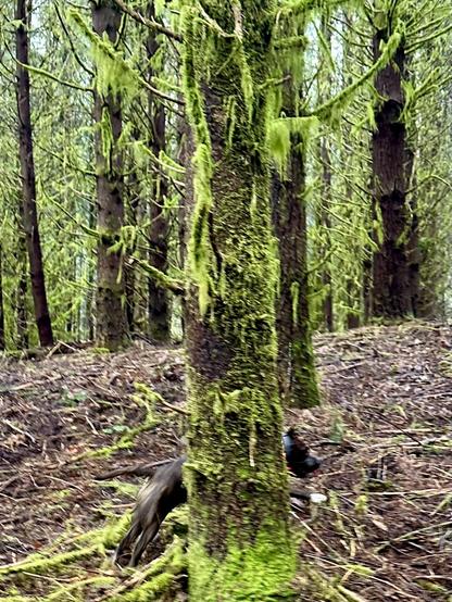 A forest of trees covered in shaggy vivid moss, on a hill. A small dog runs past.