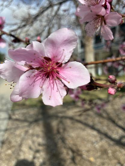 Peach blossom