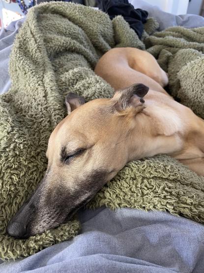 A tan whippet with a black snout and chocolate brown ears sleeps blissfully in a nest of blankets
