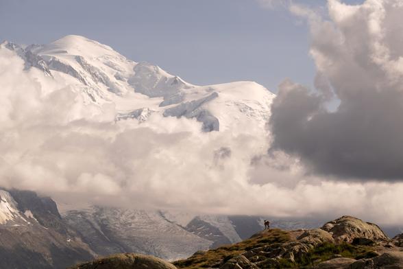An ibex (foreground) stands on a rocky outcrop, in contrast to the snowy dome (background) of Mont Blanc, which is, as one might expect, white.