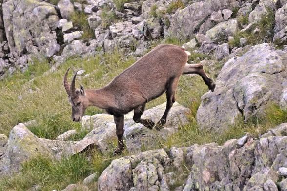 An ibex (horned) descends some grass between rocks.