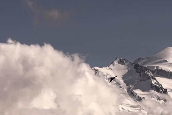 A mid-sized black bird (another chough) is flying above a cloud, with Mont Blanc and other snowy mountains in the background.