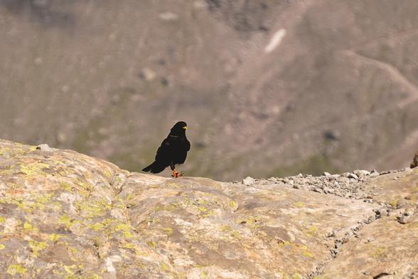 A mid-sized black bird with a yellow bill is on a rocky perch. There are other mountains behind.