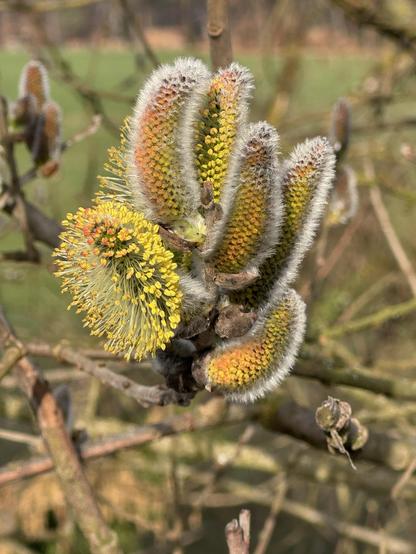 Weidenblüten. Mehrere Weidenblüten, die bereitscgelb, aber noch geschlossen sind, eine in voller Blüte in kräftigem Gelb.