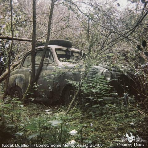 A rusty, vintage car is reclaimed by nature, surrounded by dense trees and ferns in a forest.