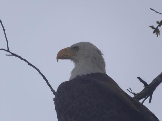 Bald eagle