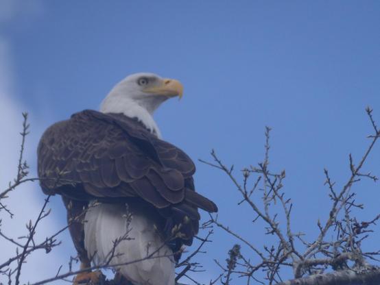 Bald eagle