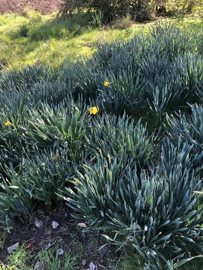 A patch of green daffodil plants with several bright yellow flowers in bloom, surrounded by grassy areas and sparse trees in the background.