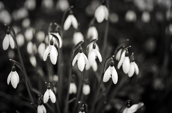 Black and white photo of flowering snowdrops, with shallow depth of field.