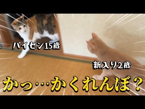 元野良猫15歳と保護猫スコティッシュ2歳の歳の差コンビがまさかのかくれんぼ ⁉︎