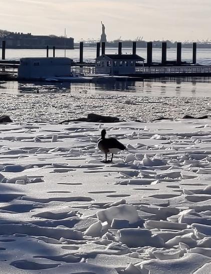 A lone goose standing on a completely snow-covered lawn in Brooklyn Bridge Park on February 13, 2026. Its head appears to be looking in the direction of the Statue of Liberty, which we can see vaguely way off in the distance. Between the goose and the Statue of Liberty is of course the East River and a Brooklyn Bridge Park Marina in the foreground.