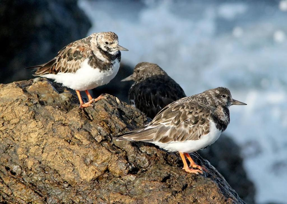 Observable l’hiver sur les côtes françaises, le tournepierre à collier a pour habitude de retourner pierres et coquillages avec son bec pour trouver de petits invertébrés à manger.