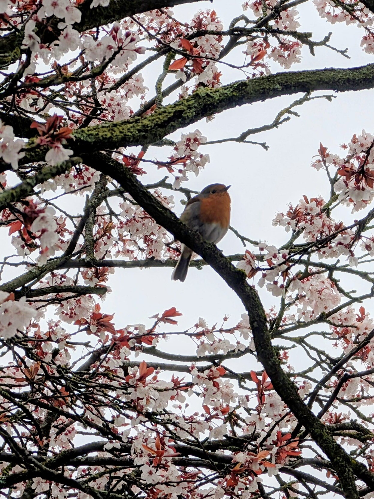 A red robin sits surrounded by red and white flowers in a tree