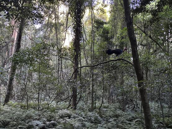 A bush turkey roosting high in a tree within the rainforest. The ground is unseen beneath the ferns.