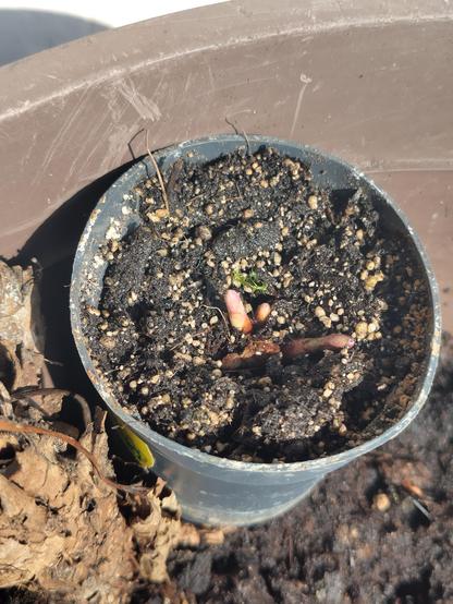 Foto 
3 kleine Hopfentriebe in einem kleinen Topf