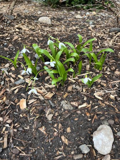 First snowdrops of spring.