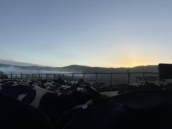 Distant hills beneath a blue sky at sunrise. Many dairy cows stand in a yard in the near distance.