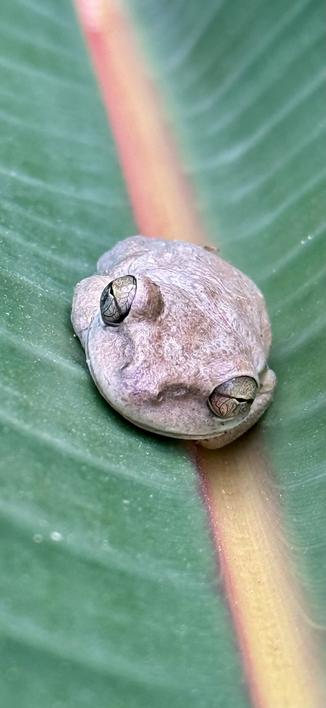 Closeup view of a cuban tree frog in loaf mode with its arms and legs tucked under its body. It is resting on the sturdy cupped leaf of a bird of paradise plant. The vivid green plant has a waxy texture and the veins radiating out from the stem make light almost glaucous ridges. The central stem is an orangey yellow becoming orangey pink at the edges where it transitions from stem to leaf. The frog is a pale sandy colour with a bumpy texture that almost looks like the squiggles of a topographical map, its large eyes with horizontal black pupils are a rainbow of muted colours matching the frog and the colourful leaf, with nearly black veins marbling the orbs. As is often the case with frogs, they seem vaguely smug and judgemental while also ready to send you off on a magical quest.
