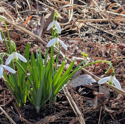 Snowdrops