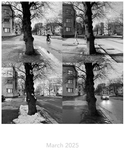 Four black-and-white photos show a tree on a street through varying weather varying weather in March 2025.