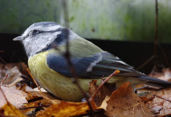 A blue tit is perched among brown birch leaves on a terrace. The bird came to visit me and alerted me that the feeder needed refilling. I was allowed to photograph it from a distance of 20 cm!