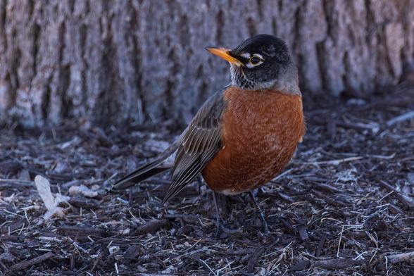 Photograph of an American robin standing on mulch strewn ground with an out of focus gray heavily textured tree trunk in the background. The robin is facing the camera with its head turned to the left and tilted up in profile. American robins have orange chest and belly feathers with white under-tail feathers, grey back feathers, dark grey-black wing and tail feathers, black head feathers with white and black mottled chin feathers, dark eyes surrounded by white eyeliner, orange-yellow beaks, and brown legs and feet.