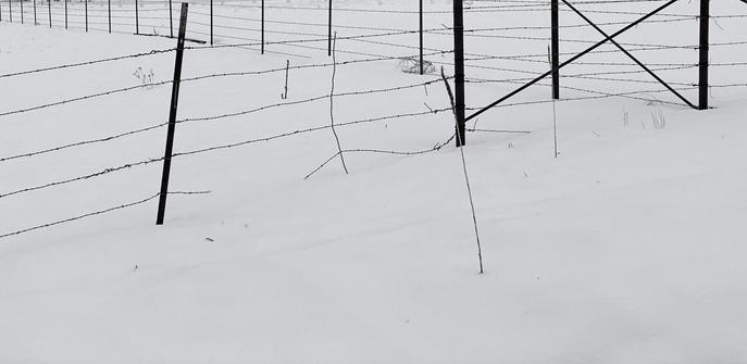 A barbed wire fence with metal poles is in snow several inches deep. The fence makes a 90 degree turn and continues into the distance. A few thin, single, dried plant stems also poke out of the snow. The image is all white except for the minimal fence.