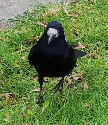 a rook on grass verge waits for food to appear.
