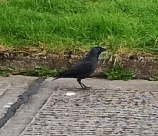 a jackdaw lands at dropped food.