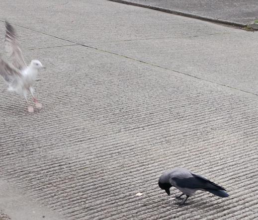 a seagull lands near crow with food on road.