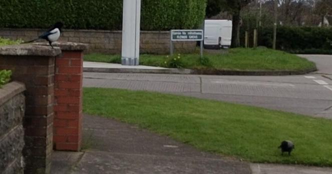a magpie sits on wall watching a crow with food on grass verge.